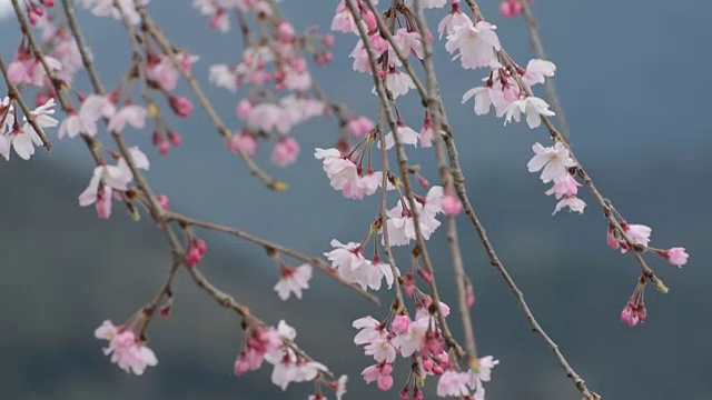 春天，日本一棵哭泣的樱桃树上，粉红色和白色的花朵在风中起舞视频素材