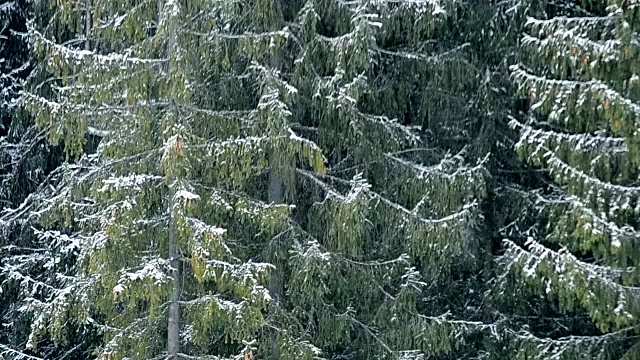 大雪落在大的常绿冷杉上视频素材