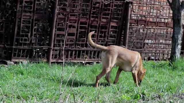 美国斯塔福德郡梗犬视频素材