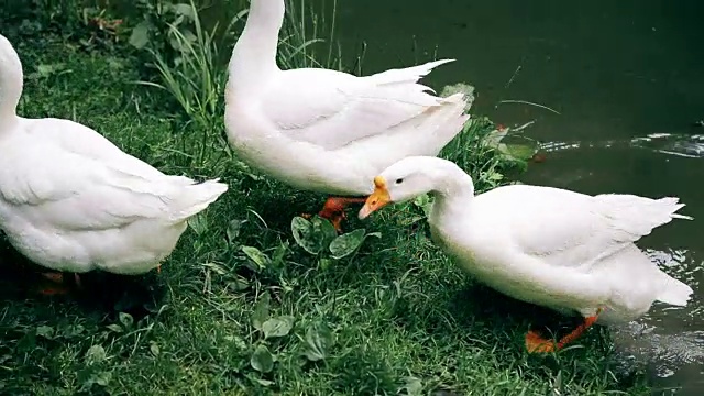 鹅在湖里游泳视频素材