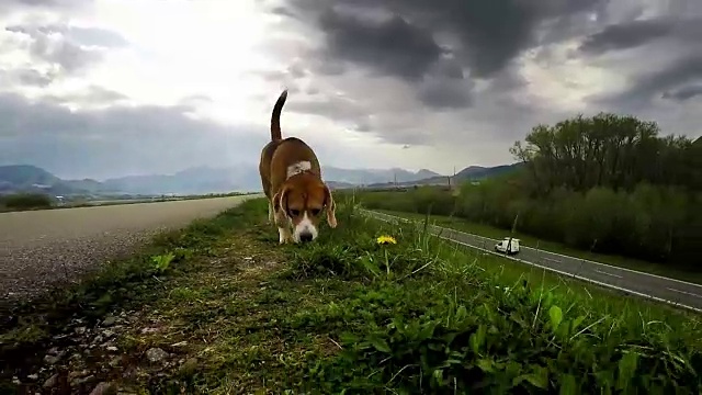 小猎犬每天都用鼻子指着地面走路视频素材