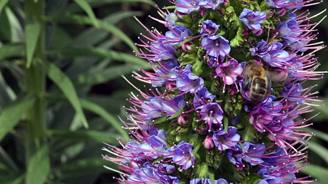 蜜蜂在丁香花上视频素材