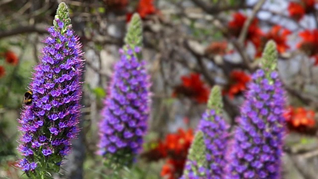 大黄蜂在丁香花上。视频素材