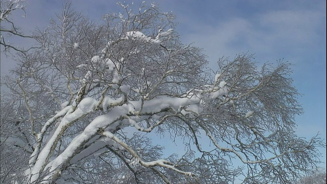 雾凇和雪附着在树枝上。视频素材