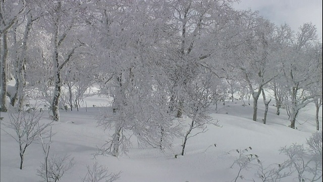 北海道雪原上的森林覆盖着一层雾凇视频素材