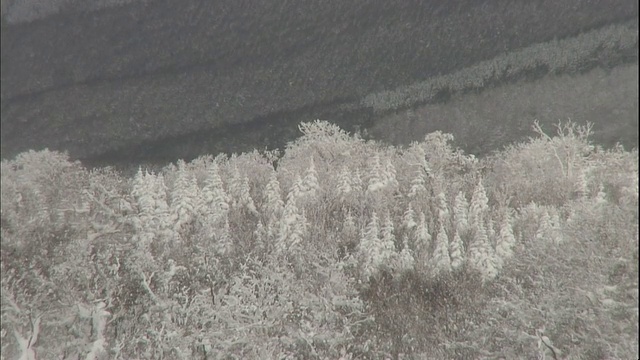 北海道的森林覆盖着一层雾凇。视频素材