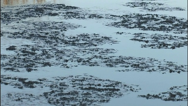 薄冰层漂浮在苦济河的水面上。视频素材