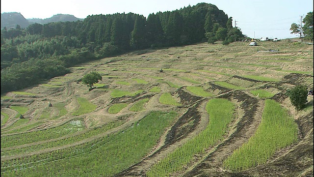 日本山maida的梯田周围是茂密的森林。视频素材