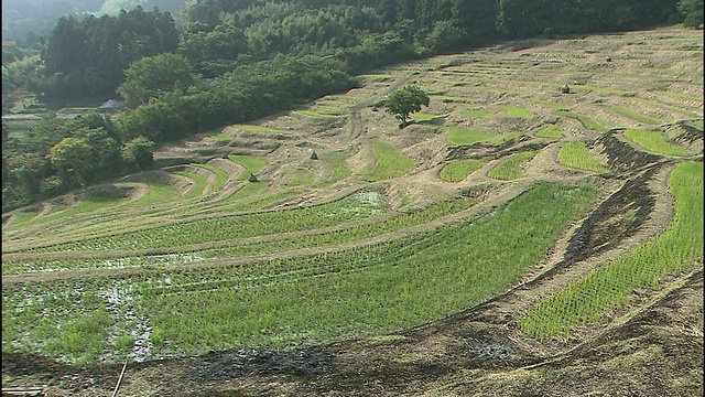 日本大山仙台田梯田水稻覆盖了一座山。视频素材