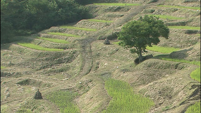 千叶县仙maida山中布满了梯田视频素材