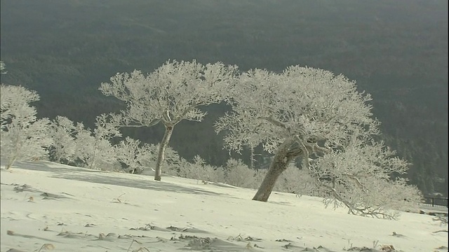 日本北海道，霜覆盖了白雪覆盖的Mokoto山上的树木。视频素材