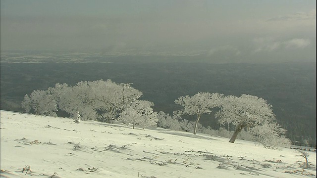 日本北海道，霜覆盖了白雪覆盖的Mokoto山上的树木。视频素材