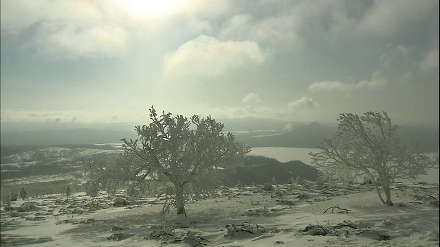 在日本北海道的Mokoto山附近，霜冻覆盖了一片荒芜的雪原上的树木。视频素材