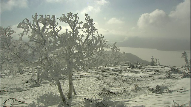 日本北海道目琴山草sharo湖附近的树木被霜覆盖。视频素材