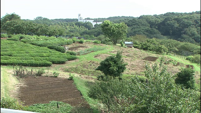 茂密的森林环绕着日本的Sayama山的茶园。视频素材