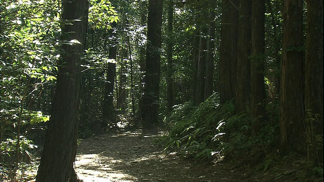 灯光照在日本和歌山熊野和堂的一条山路上。视频素材