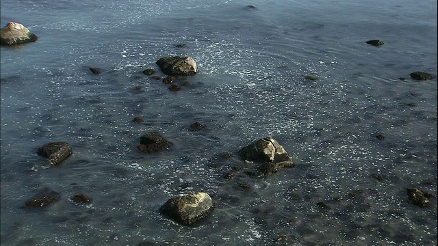 日本北海道小丸海岸，成群的鲱鱼涌向岸边产卵。视频素材