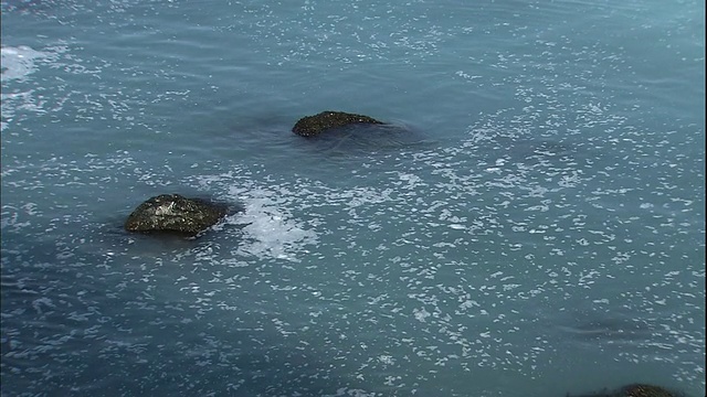 日本北海道小樽海岸成群的鲱鱼产卵。视频素材