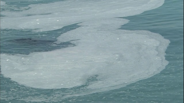 鲱鱼在石kari湾产卵，留下乳白色的残渣漂浮在水面上。视频素材