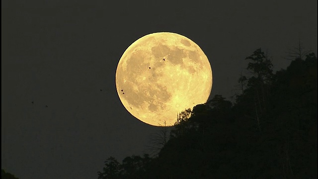 在日本岐阜的夜晚，一轮满月映出鸟儿的轮廓。视频素材