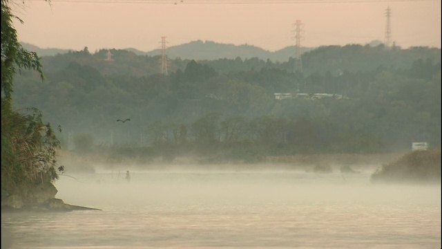 在日本茨城市，一只鸟飞过中河，薄雾漂浮在水面上。视频素材