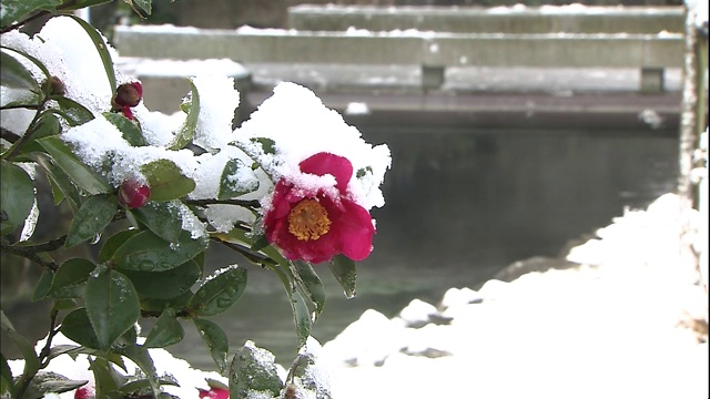 日本迈原市雾蒙蒙的二藏河附近，白雪覆盖了一朵山茶花。视频素材