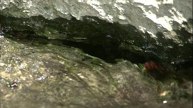 清澈的泉水从一堵石墙下流出，这是日本mai原市Samegai区。视频素材