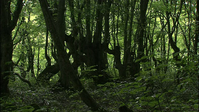 茂密扭曲的日本山毛榉树生长在日本Chokai山的森林里视频素材