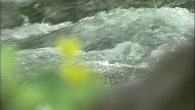 日本Chokai山上，亮黄色的短葶堇菜盛开在一条湍急的河流前。视频素材