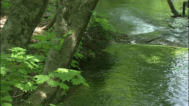 清澈的泉水流过日本Chokai山的森林。视频素材