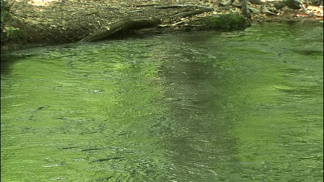 清澈的泉水流过日本Chokai山的森林。视频素材