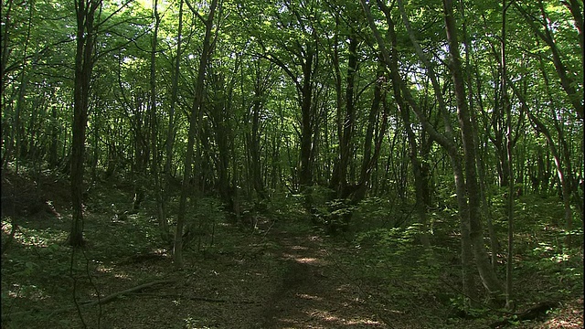 一条小路穿过日本Chokai山的森林。视频素材