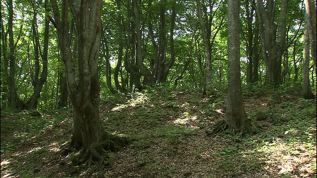 在日本的Chokai山，阳光照射在扭曲的日本山毛榉林中。视频素材