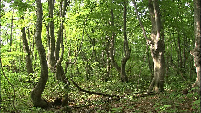 阳光透过扭曲的日本山毛榉树的叶子在Chokai山在山形县，日本。视频素材