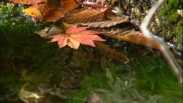 落叶飘浮在日本Chokai山的泉水上。视频素材