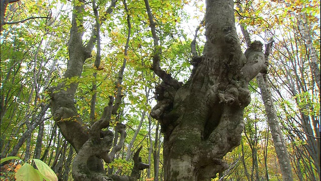 秋叶散落在Chokai山上粗糙的日本山毛榉树周围。视频素材