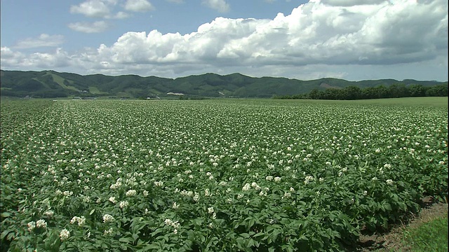 群山与日本北海道一大片土豆田接壤。视频素材