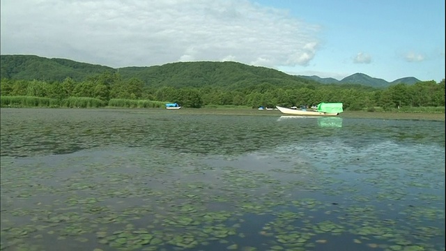 在日本北海道，船只漂浮在覆盖着水盾嫩芽的湖面上。视频素材