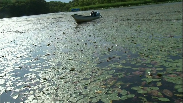 日本北海道，一名收割者躺在船上寻找水盾的嫩芽。视频素材