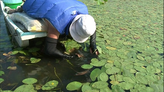 日本北海道，一名收割者躺在船上寻找水盾的嫩芽。视频素材