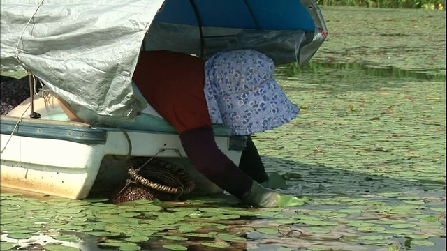 日本北海道，一名妇女躺在船上收集水草的嫩芽。视频素材