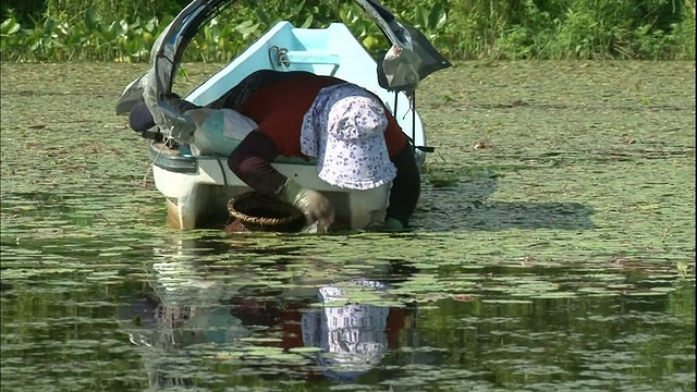 日本北海道，一名妇女躺在船上收集水草的嫩芽。视频素材