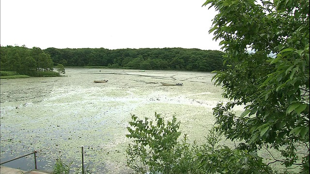 在日本北海道，两艘船漂浮在覆盖着水盾嫩芽的湖面上。视频素材