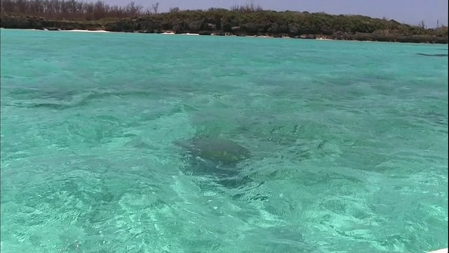 一只海龟在约伦岛碧绿的水中游泳。视频素材