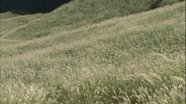 日本箱根仙谷原高地，茂密的日本银草覆盖着山坡。视频素材