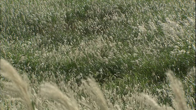 日本的银草生长在日本箱根仙谷原高地的一块地里。视频素材