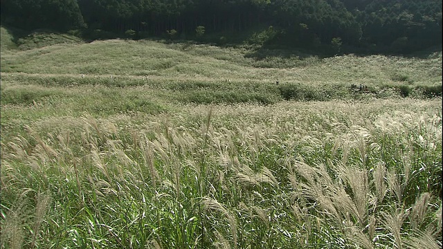 茂密的日本蒲苇覆盖着日本箱根的仙谷原高地。视频素材