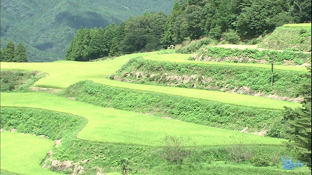 在日本高知县，梯田覆盖着山坡。视频素材