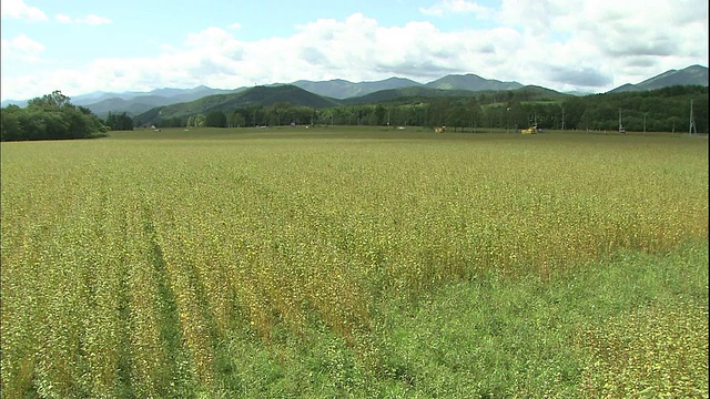 联合收割机在日本北海道一片广阔的土地上收割荞麦。视频素材