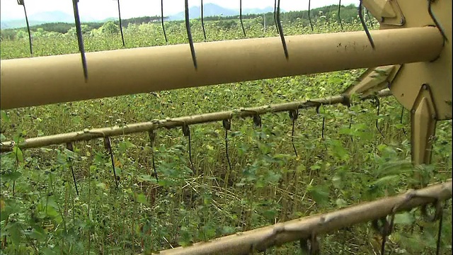 联合收割机的旋转切割机在日本北海道的一块田里收割荞麦。视频素材